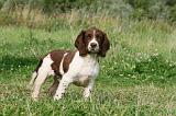 SPRINGER SPANIEL 043